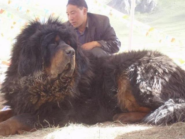 “Thần khuyển” ngao Tây Tạng cắn chết 37 chó sói