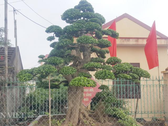 Duối cổ thụ ”tình phụ tử” hơn 120 tuổi giá tiền tỷ ở Ninh Bình