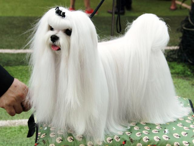 Ngắm chó “quý tộc” giá ngàn đô đi thi ”hoa hậu” tại Sài Gòn