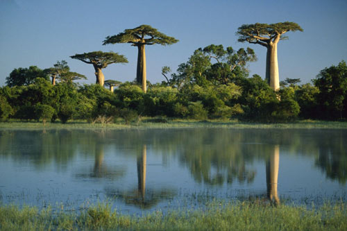 Nơi sự sống còn nhiều hoang dã, Du lịch, anh dep, hinh anh dep, du lich, du lich thanh nien, cong ty du lich, Madagascar