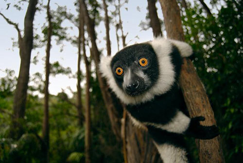 Nơi sự sống còn nhiều hoang dã, Du lịch, anh dep, hinh anh dep, du lich, du lich thanh nien, cong ty du lich, Madagascar