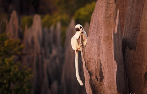 Nơi sự sống còn nhiều hoang dã, Du lịch, anh dep, hinh anh dep, du lich, du lich thanh nien, cong ty du lich, Madagascar