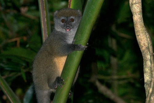 Nơi sự sống còn nhiều hoang dã, Du lịch, anh dep, hinh anh dep, du lich, du lich thanh nien, cong ty du lich, Madagascar