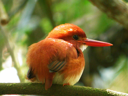 Nơi sự sống còn nhiều hoang dã, Du lịch, anh dep, hinh anh dep, du lich, du lich thanh nien, cong ty du lich, Madagascar