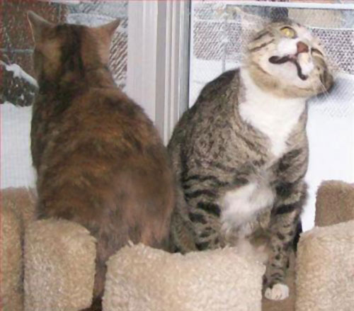10 chú mèo ngộ nghĩnh của năm Tân Mão - 4