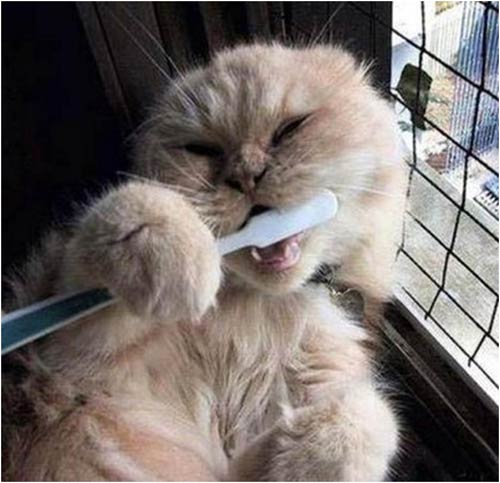 10 chú mèo ngộ nghĩnh của năm Tân Mão - 8