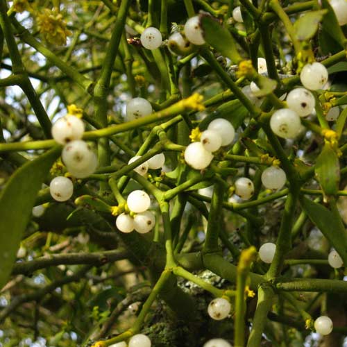 Những phong tục đón năm mới lạ nhất quả đất - 1