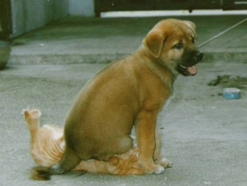 Cuối năm Mão nghe Mèo tâm sự - 11