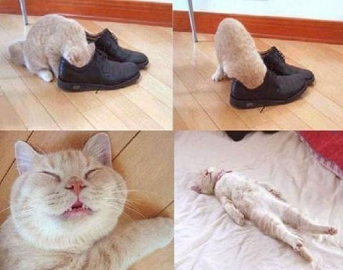 Cuối năm Mão nghe Mèo tâm sự - 4