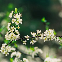 Nhớ Tết quê hương!
