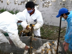 Dịch cúm A/H5N1 có nguy cơ bùng phát - 1