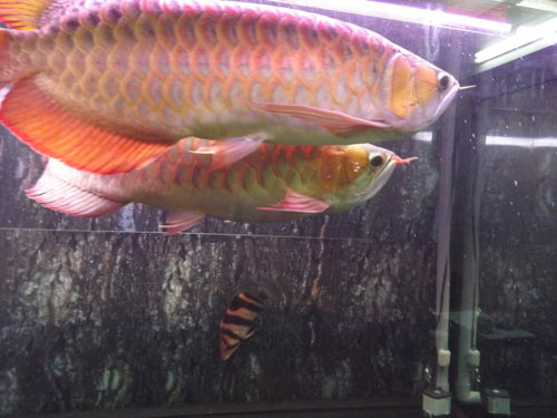 Kỳ công nuôi cá “đế vương” phong thủy - 1