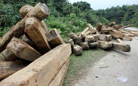 Vụ phá rừng lớn chưa từng có tại Hà Tĩnh - 1