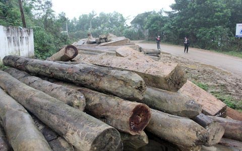 Vụ phá rừng lớn chưa từng có tại Hà Tĩnh - 5