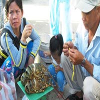 Tôm hùm nuôi tràn lan, chết hàng loạt
