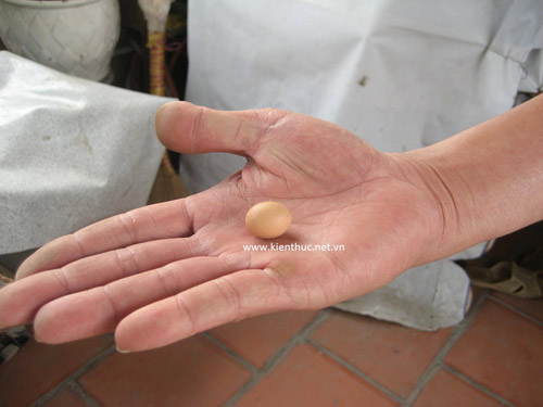 Hà Nội xuất hiện trứng gà bé hơn đồng xu - 2