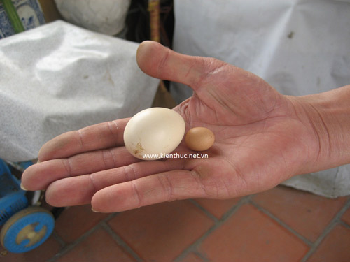 Hà Nội xuất hiện trứng gà bé hơn đồng xu - 3