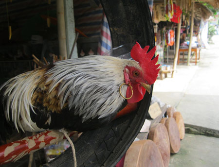 Ảnh Việt Nam: Chán hơn... con gián - 1