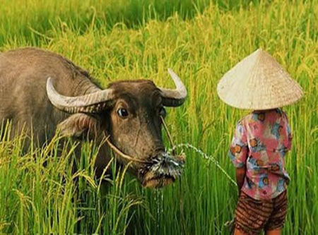 Ảnh Việt Nam: Chán hơn... con gián - 3