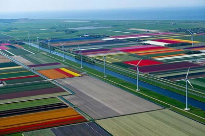 Mê hồn những cánh đồng hoa Hà Lan từ trên cao - 1