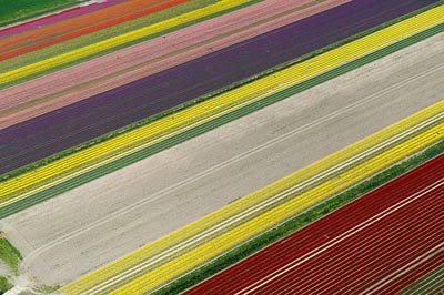 Mê hồn những cánh đồng hoa Hà Lan từ trên cao - 2
