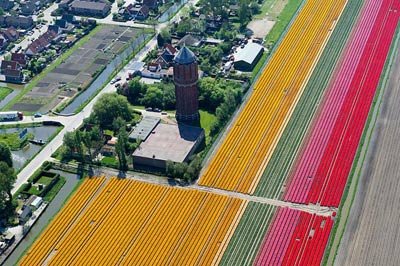 Mê hồn những cánh đồng hoa Hà Lan từ trên cao - 3
