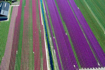 Mê hồn những cánh đồng hoa Hà Lan từ trên cao - 4