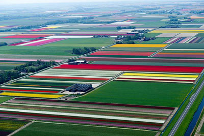Mê hồn những cánh đồng hoa Hà Lan từ trên cao - 5