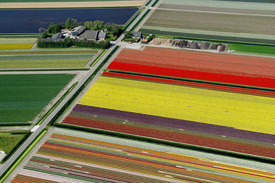 Mê hồn những cánh đồng hoa Hà Lan từ trên cao - 8