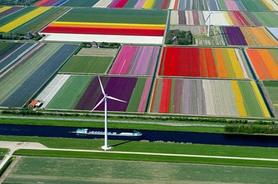 Mê hồn những cánh đồng hoa Hà Lan từ trên cao - 9