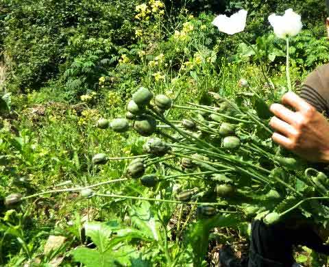 Vựa cây thuốc phiện: Chính quyền ngạc nhiên - 4