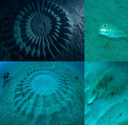 Giải mã “vòng tròn kỳ lạ” phát hiện dưới đáy biển Nhật Bản - 2