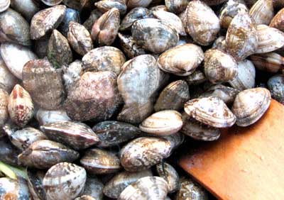 [Image: 1273278800-ngheu-xao-sa-ot3.jpg]