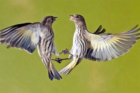 Những hành động lạ của động vật - 9