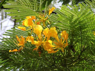 Sài thành xuất hiện phượng vĩ hoa vàng - 1