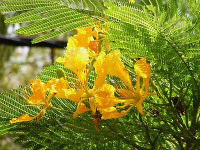 Sài thành xuất hiện phượng vĩ hoa vàng - 2