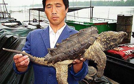 Chú rùa có chiếc mai cá sấu - 2