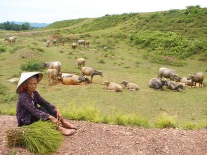 'Cao thủ' 87 tuổi với đàn trâu 50 con, Tin tức trong ngày, chăn trâu, bầy trâu, đàn trâu, con trâu, nuôi trâu