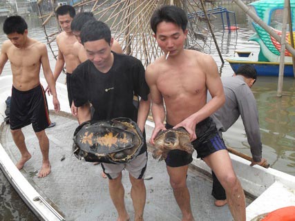 Chùm ảnh: Diễn tập nước rút bắt Cụ Rùa - 14
