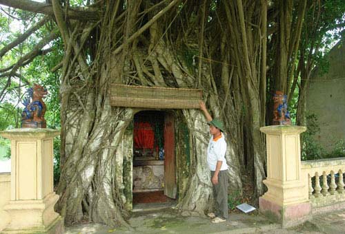 Cây sưa trị giá chục tỷ đồng ở Bắc Ninh - 1