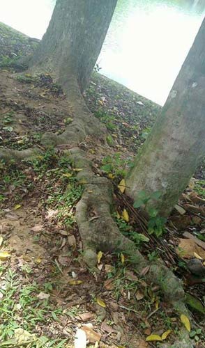 Cây sưa trị giá chục tỷ đồng ở Bắc Ninh - 5