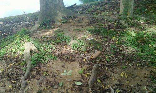 Cây sưa trị giá chục tỷ đồng ở Bắc Ninh - 6