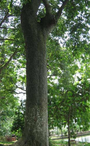 Cây sưa trị giá chục tỷ đồng ở Bắc Ninh - 7