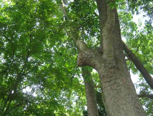 Cây sưa trị giá chục tỷ đồng ở Bắc Ninh - 8