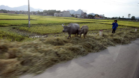 Nông dân "đại náo" quốc lộ ngày mùa - 5