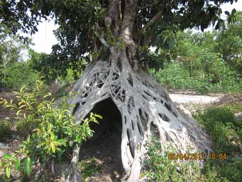 Ngắm bộ rễ khủng của cây đa bạc tỷ, Tin tức trong ngày, cay da canh, cay canh, sinh vat canh, choi cay, cay da re khung, tia cay, bonsai, thucung, bao, tin hay, tin hot, tin tuc