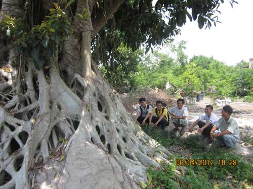 Ngắm bộ rễ khủng của cây đa bạc tỷ, Tin tức trong ngày, cay da canh, cay canh, sinh vat canh, choi cay, cay da re khung, tia cay, bonsai, thucung, bao, tin hay, tin hot, tin tuc