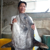 Nghệ An: Bắt được cá mặt trăng cực hiếm