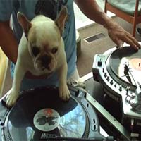 Chó làm DJ, nhảy nhạc sàn