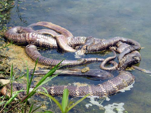 Rắn hổ chúa quấn nhau chết gần đền thiêng, Tin tức trong ngày, ran ho chua, ran chua, linh thieng, me tin, ran than, phoi nang, nau cao ran, bao, tin tuc, tin hot, tin hay